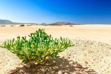 Isola di Fuerteventura