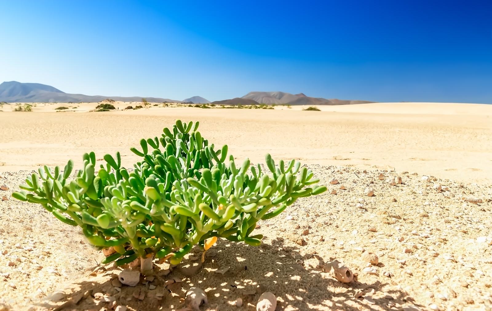 Isola di Fuerteventura